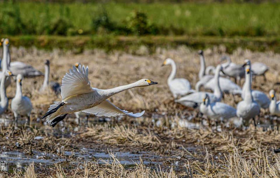 decouvrir marais aux oiseaux