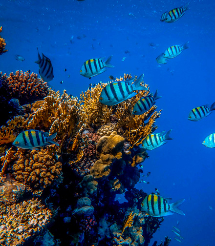 Visit the La Rochelle Aquarium
