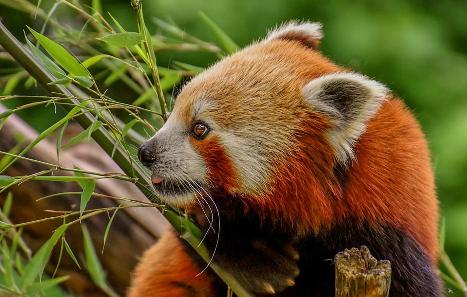 visiter zoo palmyre