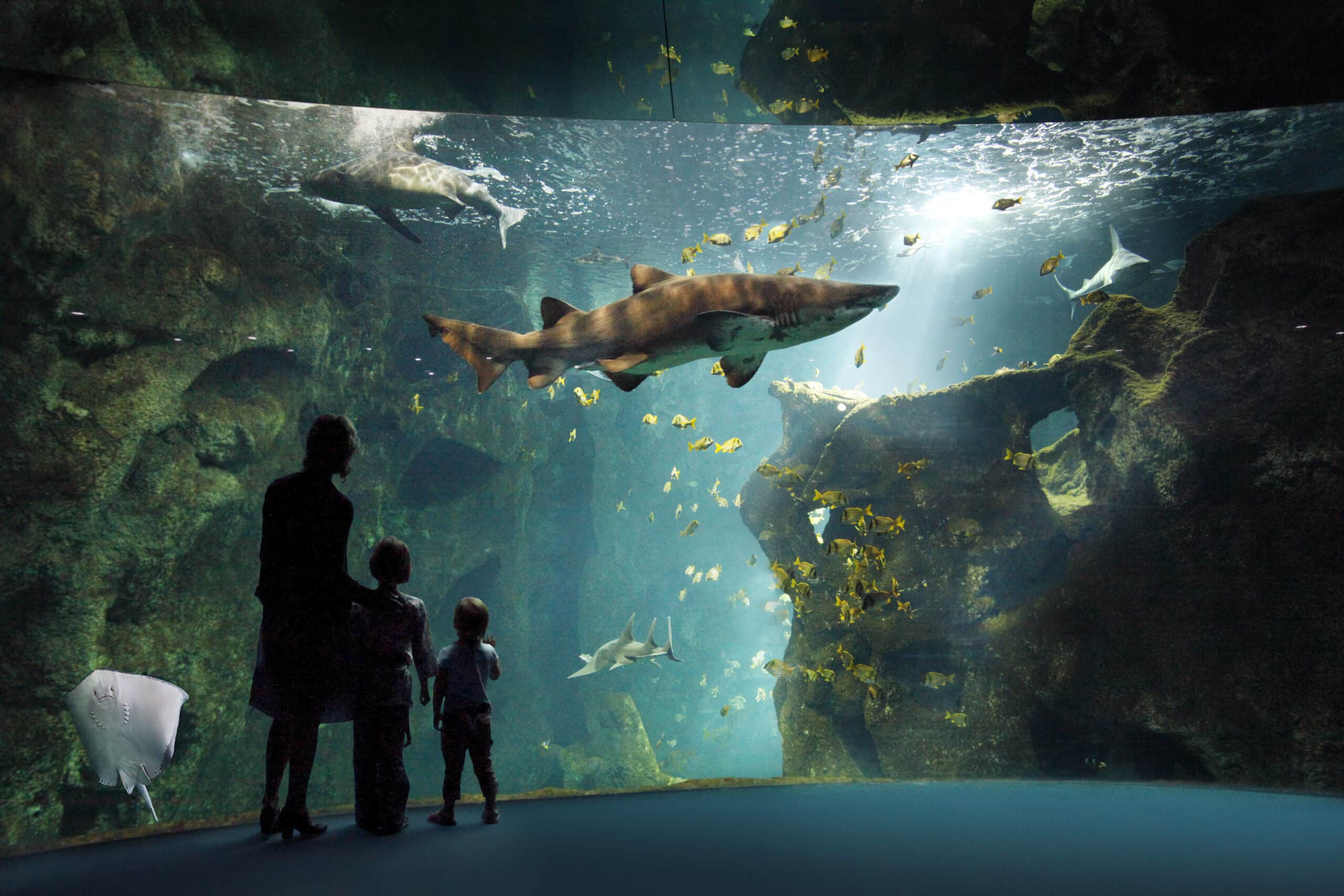 Code Promo Aquarium La Rochelle Aout 2022
